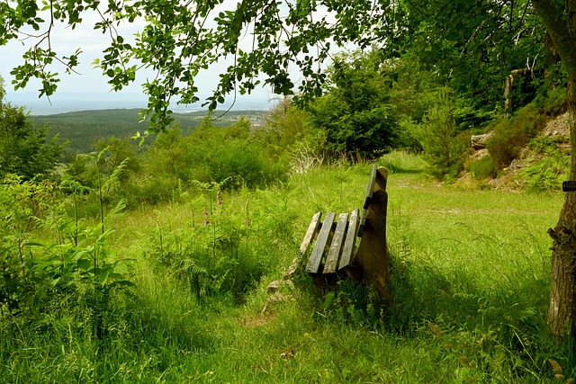 賽的崛起 賽的崛起
